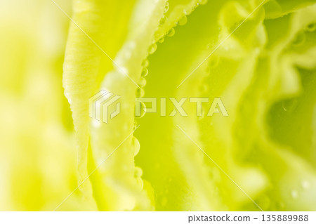 綠色康乃馨花朵微距攝影,花朵上掛著水滴 06 綠色康乃馨花朵微距攝影,花朵上掛著水滴 06 135889988