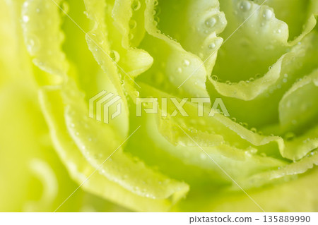 Macro photography of green carnation flowers with water droplets 08 Macro photography of green carnation flowers with water droplets 08 135889990