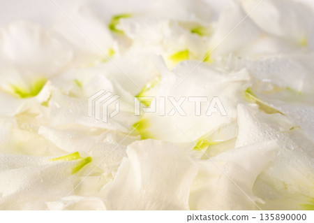 洋桔梗花瓣特寫,花瓣上掛著水滴 01 洋桔梗花瓣特寫,花瓣上掛著水滴 01 135890000