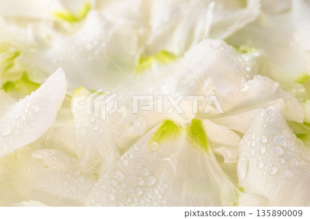 10張洋桔梗花瓣特寫，花瓣上掛著水滴 135890009