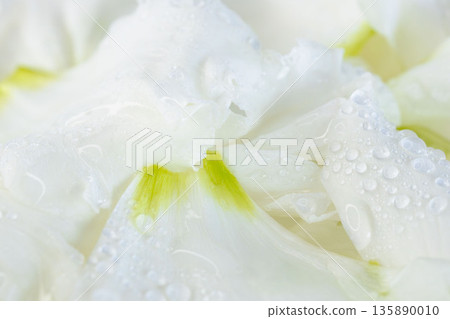 洋桔梗花瓣特寫，花瓣上掛著水滴 11 135890010