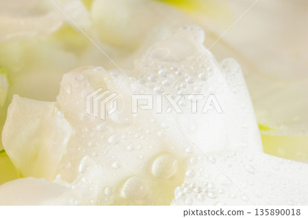 洋桔梗花瓣特寫,花瓣上掛著水滴 19 洋桔梗花瓣特寫,花瓣上掛著水滴 19 135890018