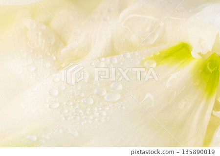 20張洋桔梗花瓣上掛著水滴的特寫鏡頭 20張洋桔梗花瓣上掛著水滴的特寫鏡頭 135890019