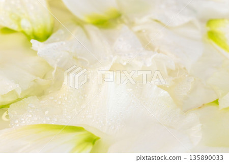洋桔梗花瓣特寫,花瓣上掛著水滴 34 洋桔梗花瓣特寫,花瓣上掛著水滴 34 135890033