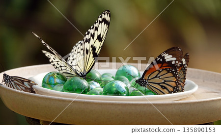 尤布島的蝴蝶 尤布島的蝴蝶 135890153