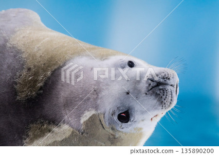 Crabeater Seal resting on a sheet of ice 135890200
