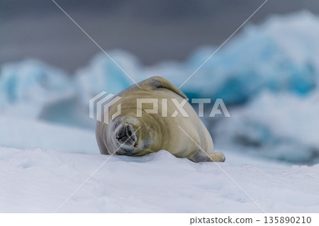 Crabeater Seal resting on a sheet of ice Crabeater Seal resting on a sheet of ice 135890210