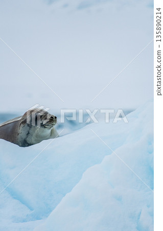 Close-up of a Weddell seal Close-up of a Weddell seal 135890214