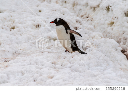 Gentoo Penguin colony on Cuverville island Gentoo Penguin colony on Cuverville island 135890216