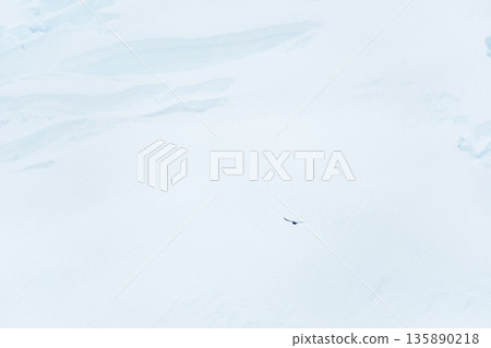 Arctic Tern flying in front of a glacier front Arctic Tern flying in front of a glacier front 135890218