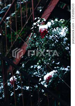 雪和南天竹,樓梯 雪和南天竹,樓梯 135890233