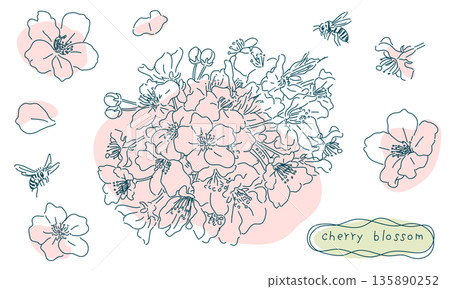 Rough sketch of cherry blossoms (transparent line art, colored) Rough sketch of cherry blossoms (transparent line art, colored) 135890252
