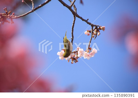 A blue sky, pink winter cherry blossoms, and a white-eye perched on a dark pink branch A blue sky, pink winter cherry blossoms, and a white-eye perched on a dark pink branch 135890391