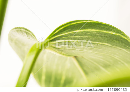 白色背景上的柏樹（Philodendron Birkin）葉片特寫 28 135890483