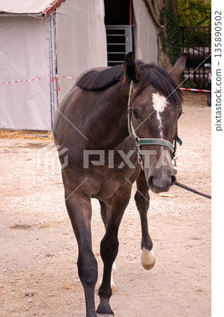 Young horse in stable outside Young horse in stable outside 135890502