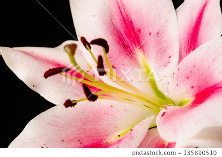 Pink lily flower macro shot against black background 34 135890510