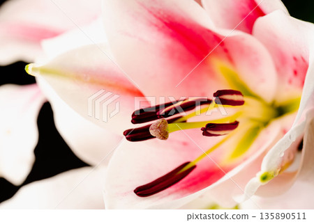 粉紅百合花微距照片,黑色背景,335 粉紅百合花微距照片,黑色背景,335 135890511