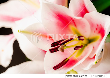 Pink lily flower macro shot against black background 36 135890512