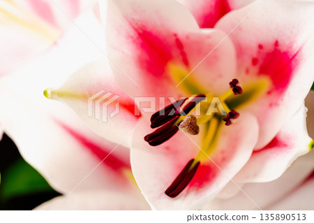 粉紅百合花微距照片，黑色背景 37 135890513