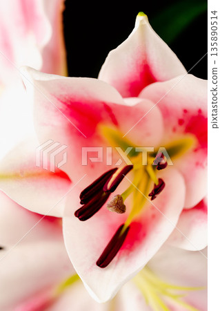 粉紅百合花微距照片,黑色背景,38 粉紅百合花微距照片,黑色背景,38 135890514