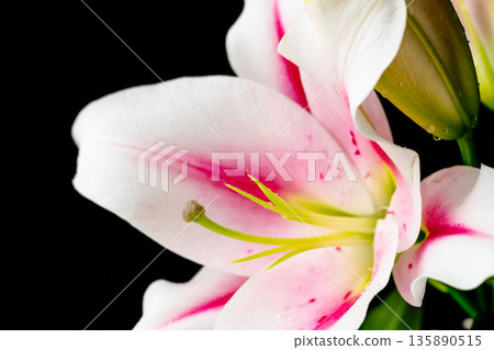 Pink lily flower photographed against a black background 01 135890515
