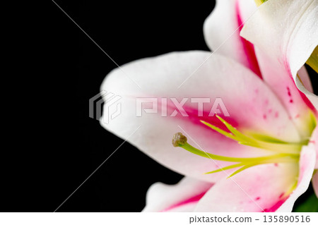 Pink lily flower photographed against a black background 02 135890516