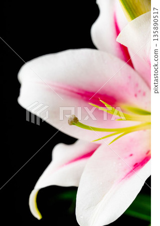Pink lily flower photographed against a black background 03 135890517