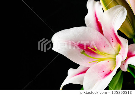 粉紅百合花，黑色背景拍攝 04 135890518