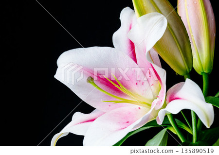 粉紅百合花，黑色背景，攝於05 135890519