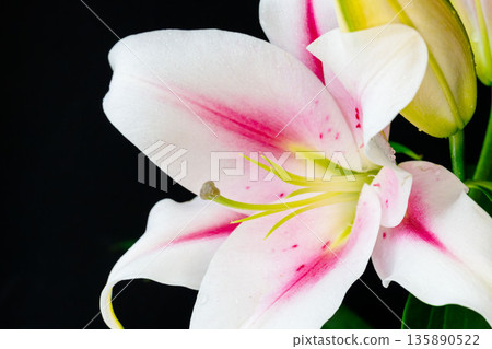 Pink lily flower photographed against a black background 08 135890522
