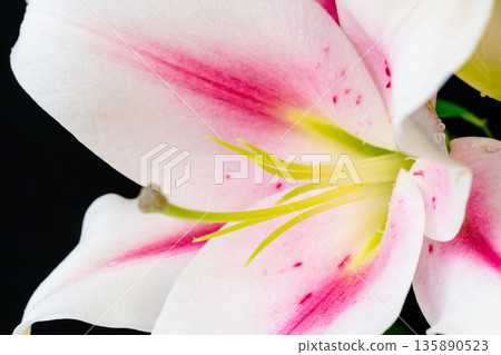 粉紅百合花，黑色背景，攝於 09 135890523