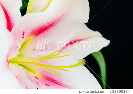 粉紅百合花，黑色背景，攝於10號。 135890524