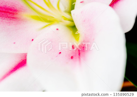 Pink lily flower photographed against a black background 15 Pink lily flower photographed against a black background 15 135890529
