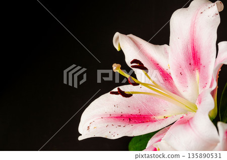 Pink lily flower photographed against a black background 20 Pink lily flower photographed against a black background 20 135890531