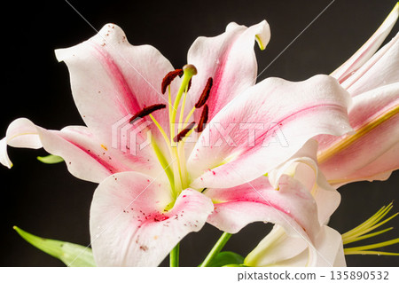Pink lily flower photographed against a black background 21 135890532