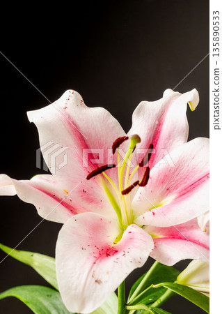 Pink lily flower photographed against a black background 22 Pink lily flower photographed against a black background 22 135890533