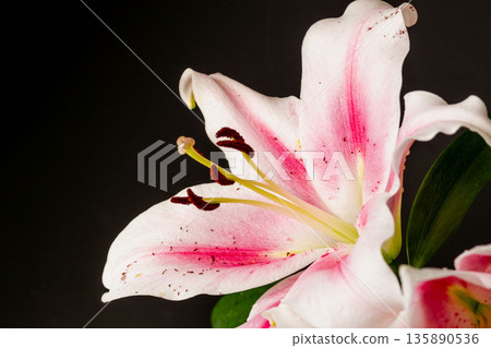粉紅百合花,黑色背景,攝於25歲。 粉紅百合花,黑色背景,攝於25歲。 135890536