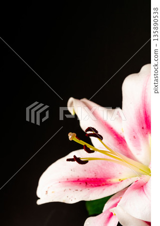 Pink lily flower photographed against a black background 27 Pink lily flower photographed against a black background 27 135890538
