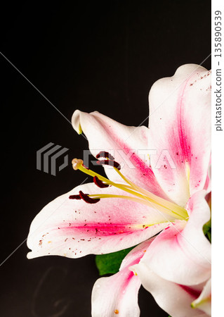 Pink lily flower photographed against a black background 28 Pink lily flower photographed against a black background 28 135890539