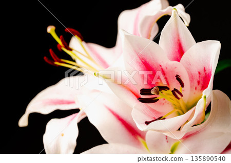 Pink lily flower photographed against a black background 29 135890540