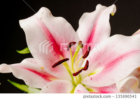 Pink lily flower photographed against a black background 30 135890541