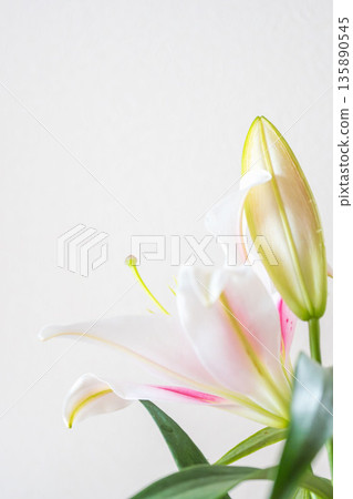 Pink lily flower photographed on white background 03 Pink lily flower photographed on white background 03 135890545