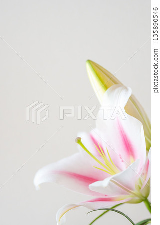 白色背景上的粉紅百合花照片 04 135890546