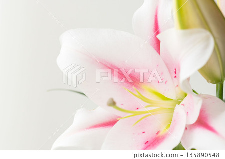 白色背景上的粉紅百合花照片 07 135890548