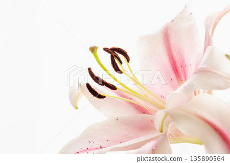 Pink lily flower photographed on white background 25 Pink lily flower photographed on white background 25 135890564