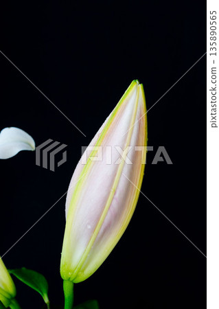 Pink lily buds photographed against a black background 17 Pink lily buds photographed against a black background 17 135890565