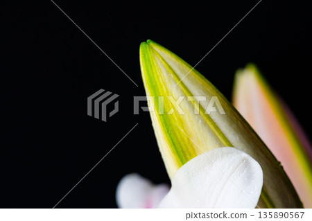Pink lily buds photographed against a black background 19 Pink lily buds photographed against a black background 19 135890567