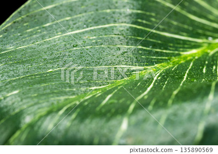 Close-up of Philodendron Birkin leaves against a black background 01 135890569