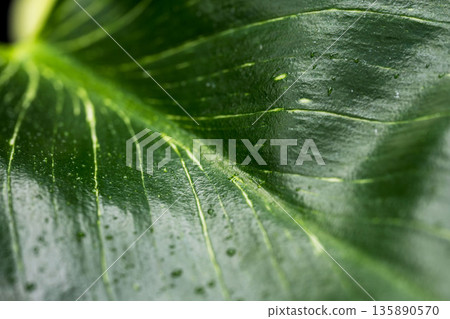 Close-up of Philodendron Birkin leaves against a black background 02 135890570