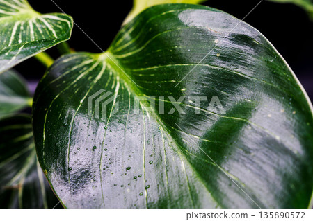 Close-up of Philodendron Birkin leaves against a black background 04 135890572